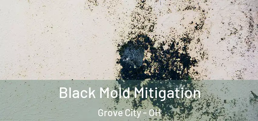  Black Mold Mitigation Grove City - OH
