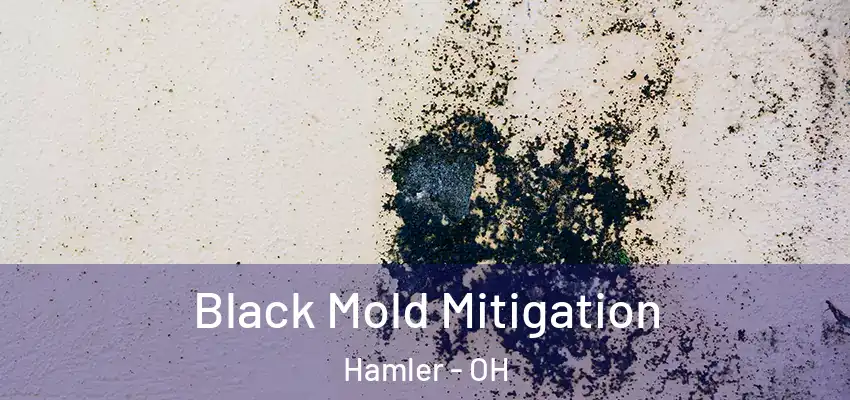  Black Mold Mitigation Hamler - OH