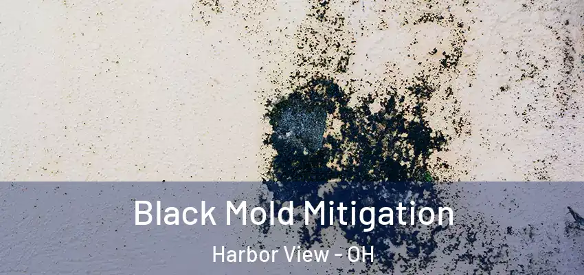  Black Mold Mitigation Harbor View - OH