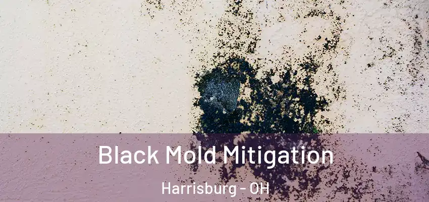 Black Mold Mitigation Harrisburg - OH