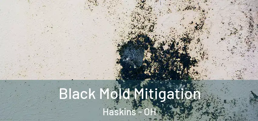  Black Mold Mitigation Haskins - OH