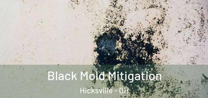 Black Mold Mitigation Hicksville - OH