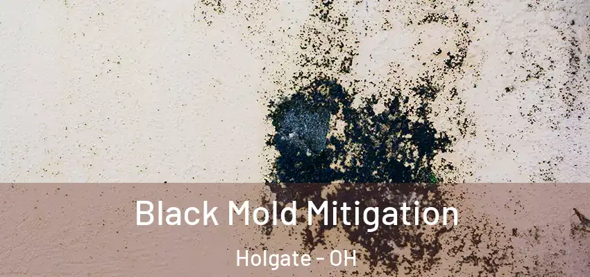  Black Mold Mitigation Holgate - OH
