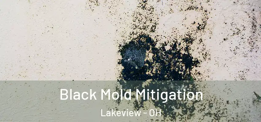  Black Mold Mitigation Lakeview - OH
