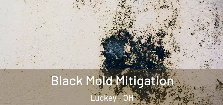 Black Mold Mitigation Luckey - OH
