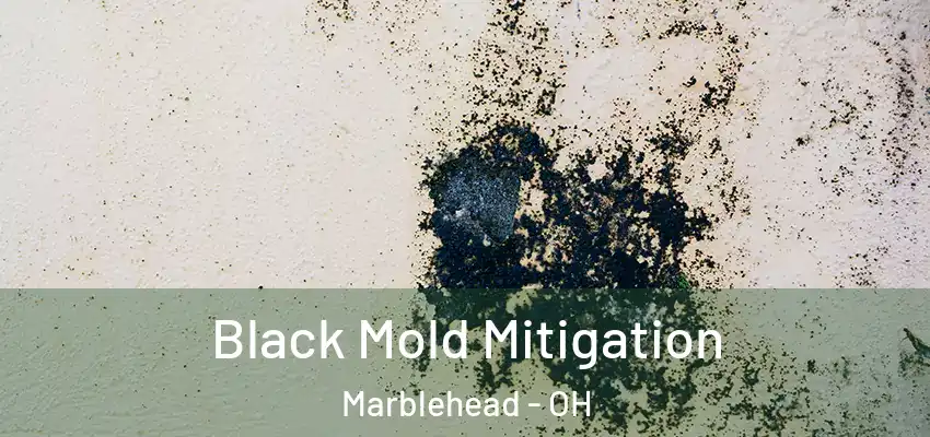  Black Mold Mitigation Marblehead - OH