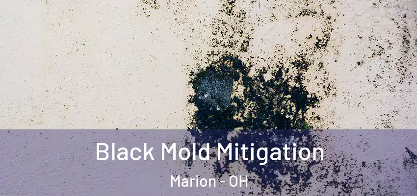 Black Mold Mitigation Marion - OH