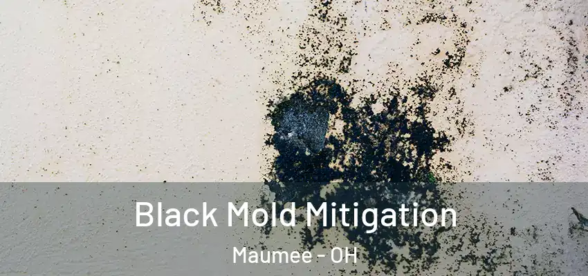 Black Mold Mitigation Maumee - OH