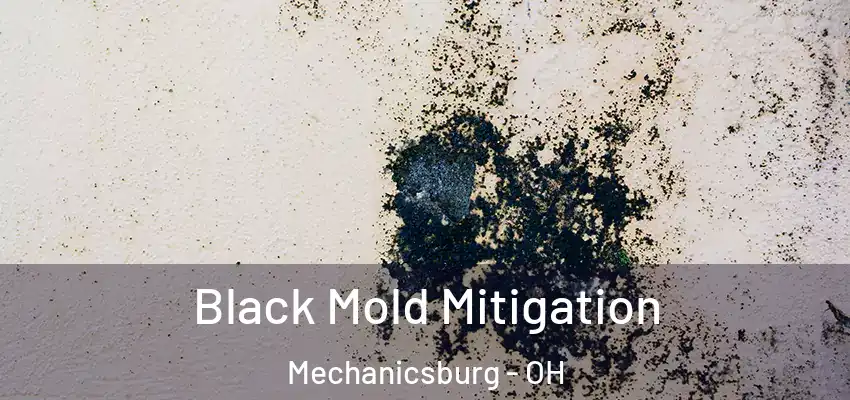 Black Mold Mitigation Mechanicsburg - OH