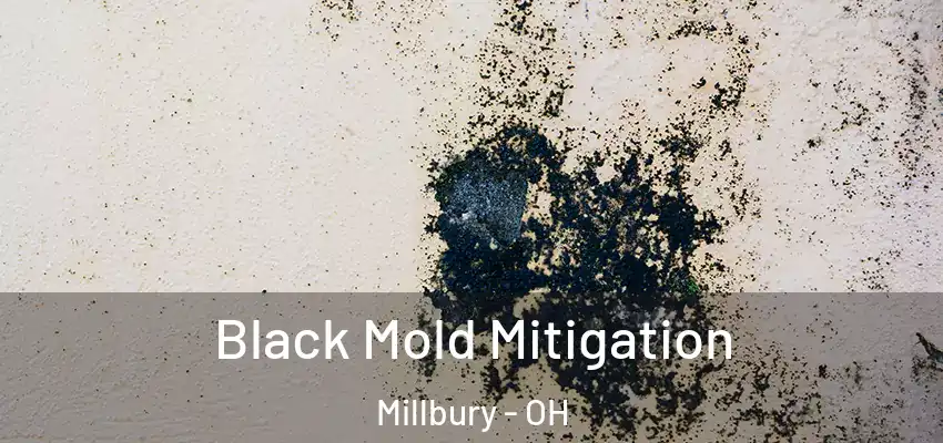  Black Mold Mitigation Millbury - OH