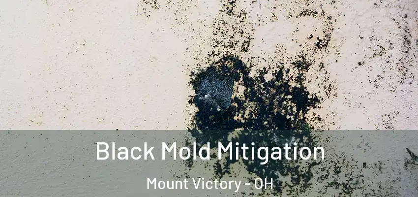  Black Mold Mitigation Mount Victory - OH