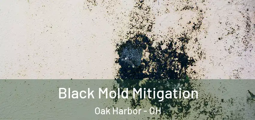  Black Mold Mitigation Oak Harbor - OH