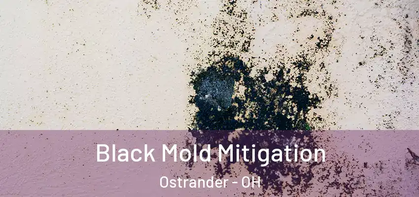 Black Mold Mitigation Ostrander - OH