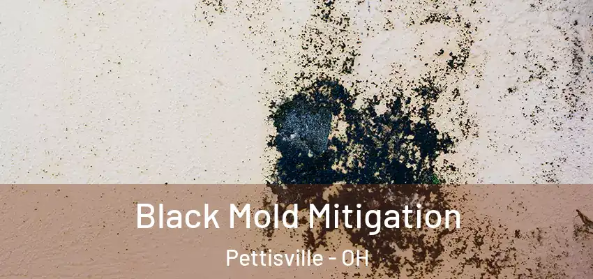  Black Mold Mitigation Pettisville - OH
