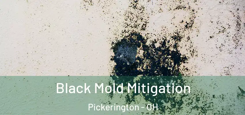Black Mold Mitigation Pickerington - OH