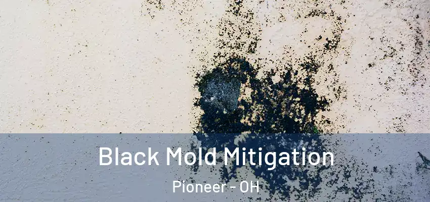  Black Mold Mitigation Pioneer - OH