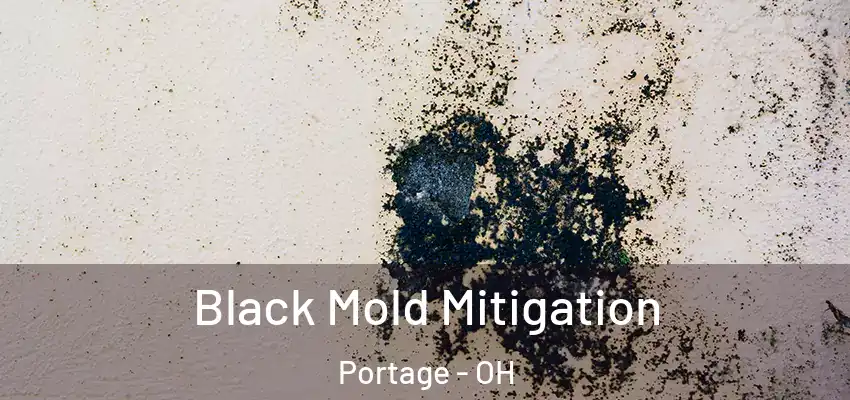  Black Mold Mitigation Portage - OH