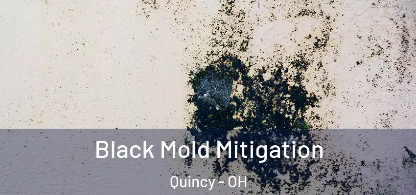  Black Mold Mitigation Quincy - OH