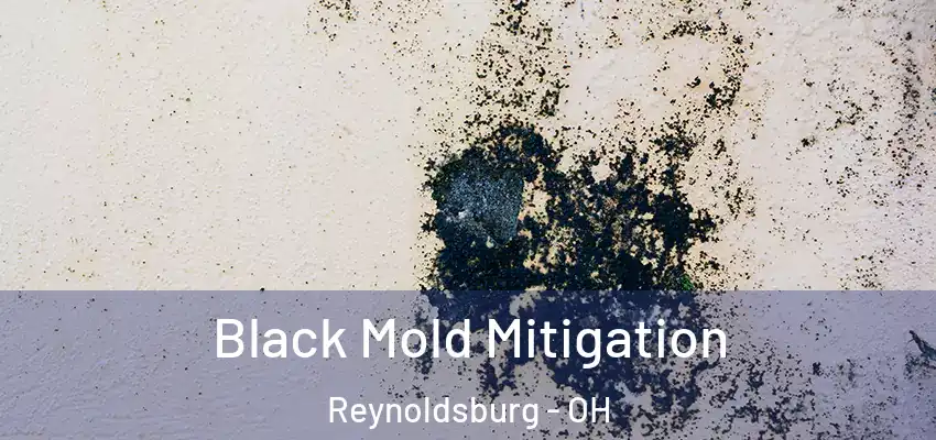  Black Mold Mitigation Reynoldsburg - OH