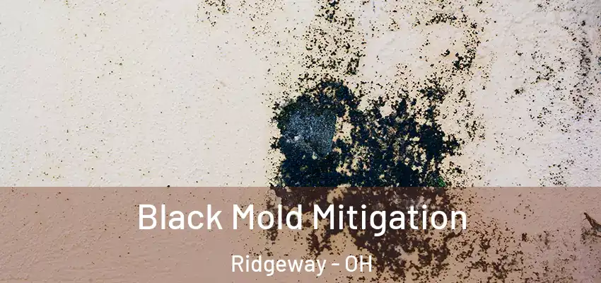 Black Mold Mitigation Ridgeway - OH