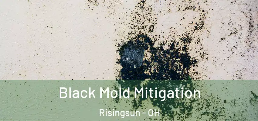  Black Mold Mitigation Risingsun - OH