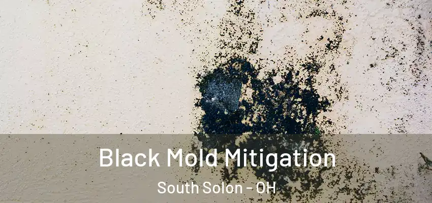 Black Mold Mitigation South Solon - OH