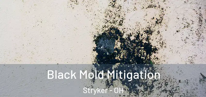 Black Mold Mitigation Stryker - OH