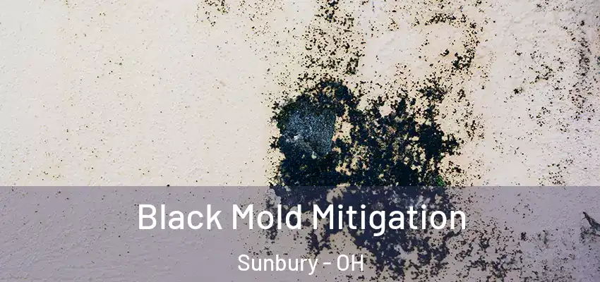  Black Mold Mitigation Sunbury - OH