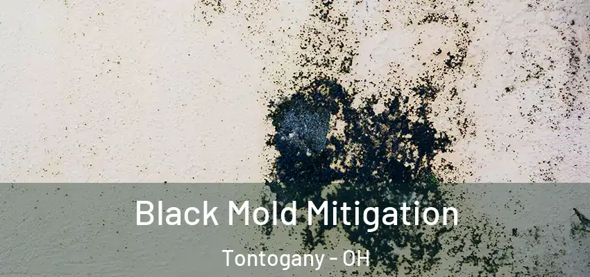  Black Mold Mitigation Tontogany - OH
