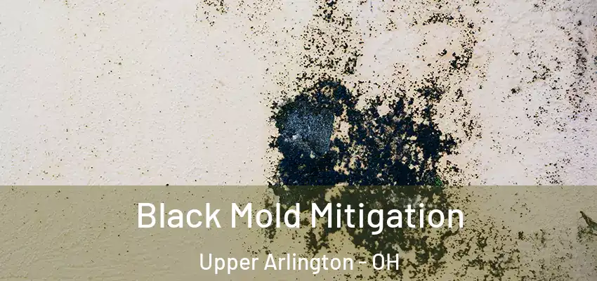  Black Mold Mitigation Upper Arlington - OH