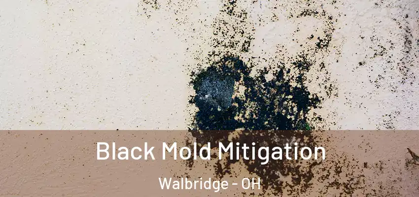  Black Mold Mitigation Walbridge - OH