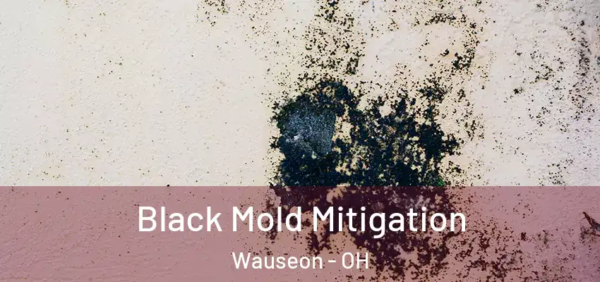 Black Mold Mitigation Wauseon - OH