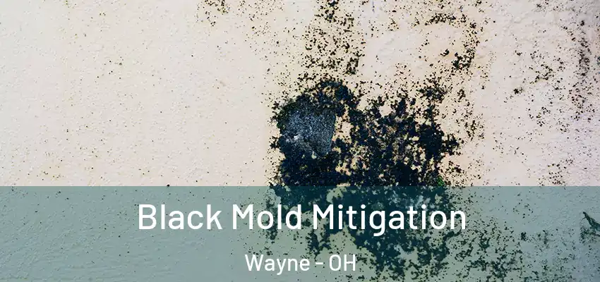  Black Mold Mitigation Wayne - OH