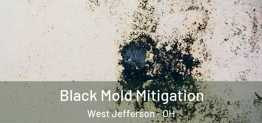 Black Mold Mitigation West Jefferson - OH