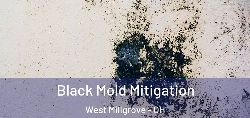Black Mold Mitigation West Millgrove - OH
