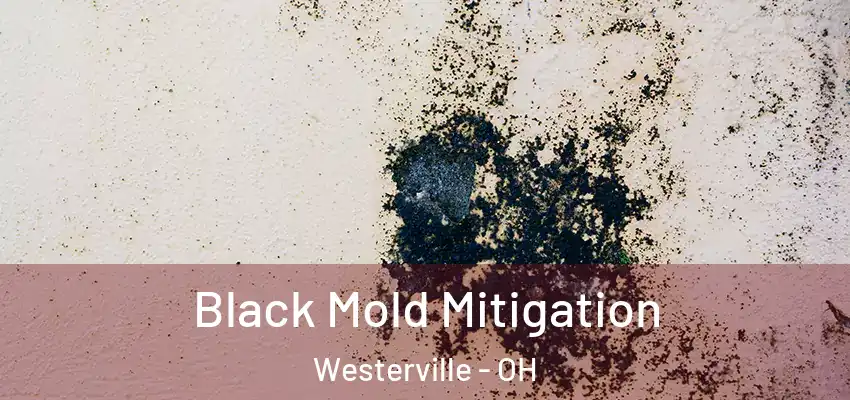  Black Mold Mitigation Westerville - OH