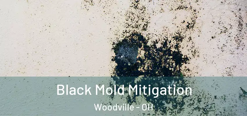  Black Mold Mitigation Woodville - OH