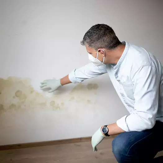 Trusted Mold Remediation and Removal Experts in Carey, OH