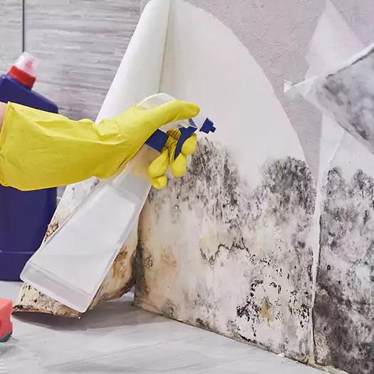 Reliable Mold Abatement Specialists in Carey, OH