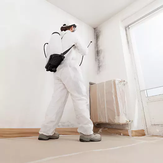 Experienced Mold & Mildew Specialists in Carey, OH