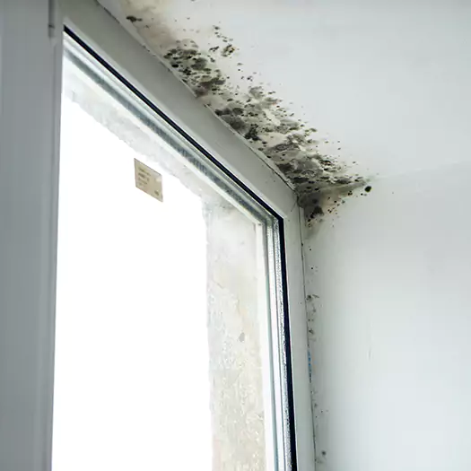 Trusted Mold on Bathroom Ceiling Experts in Carey, OH