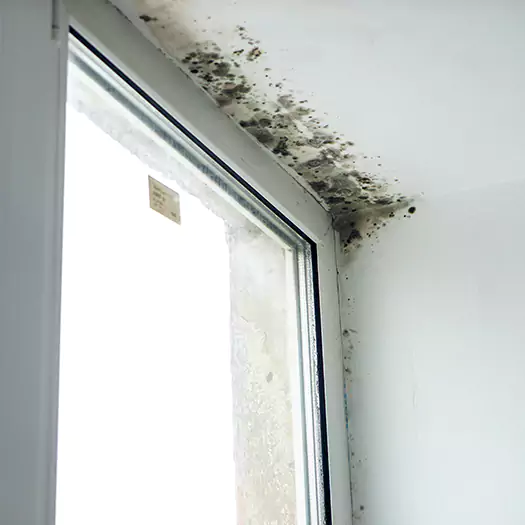Reliable Mold Treatment Specialists in Carey, OH