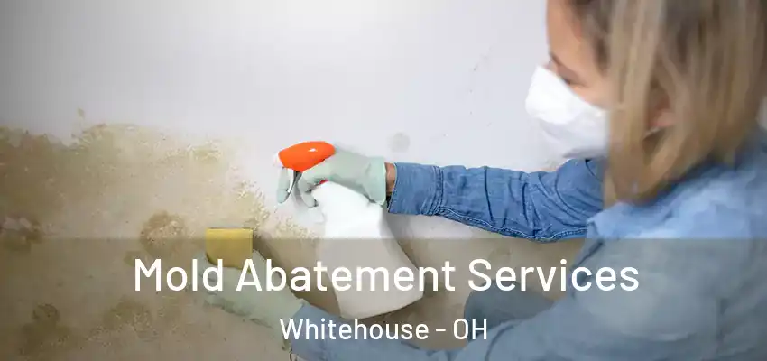  Mold Abatement Services Whitehouse - OH