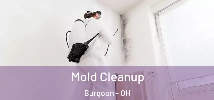  Mold Cleanup Burgoon - OH