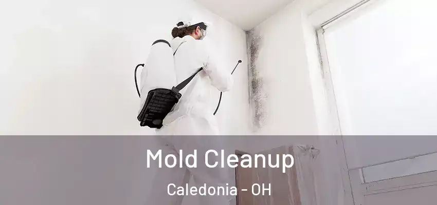  Mold Cleanup Caledonia - OH
