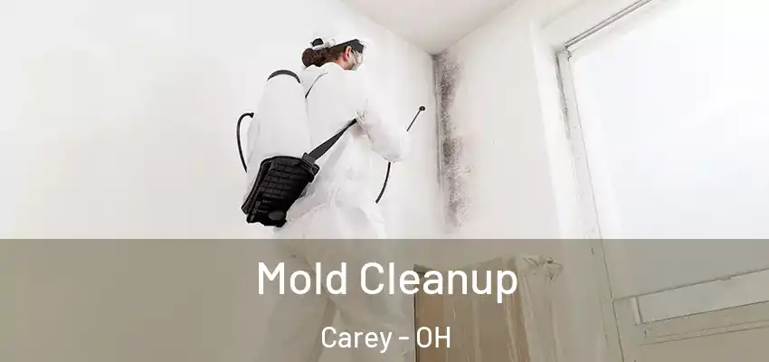 Mold Cleanup Carey - OH