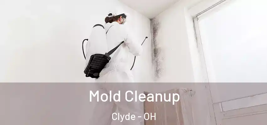  Mold Cleanup Clyde - OH