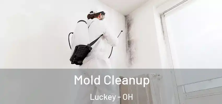  Mold Cleanup Luckey - OH