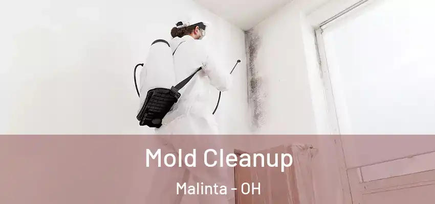  Mold Cleanup Malinta - OH