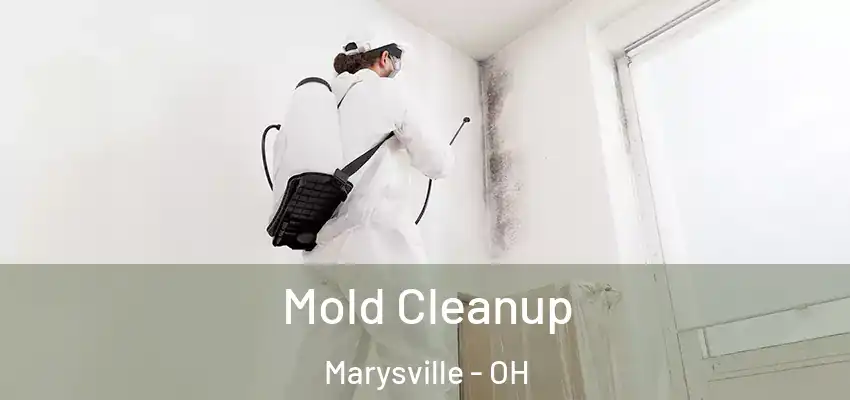  Mold Cleanup Marysville - OH